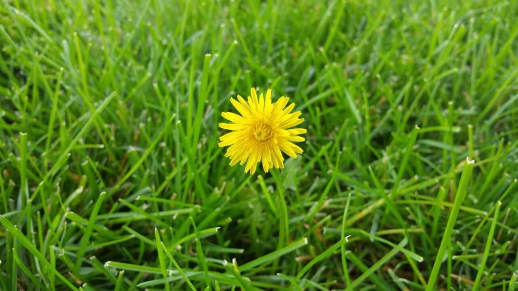 How To Get Rid Of Dandelions In Your Yard image