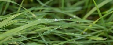 how to dethatch a lawn with a mower attachment