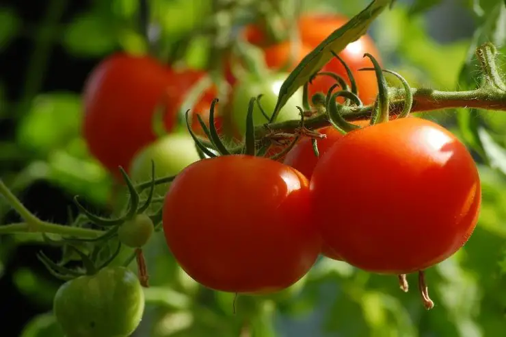 How Much Sun Do Tomatoes Need To Grow image