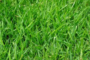 best fertilizer for new lawn image