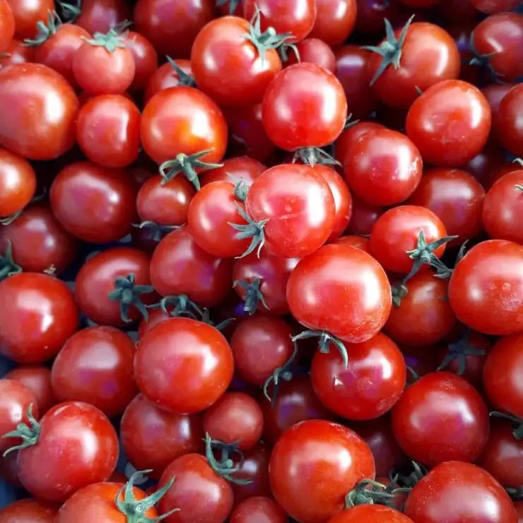 How much water does a tomato plant need information