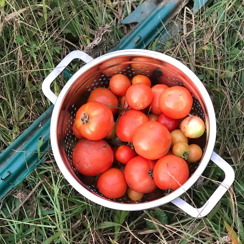 How To Grow Tomatoes In Pots From Seeds image