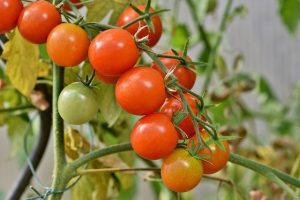 best ways to water tomatoes image 1