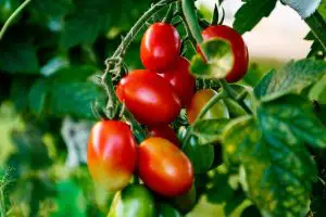 best ways to water tomatoes image 2
