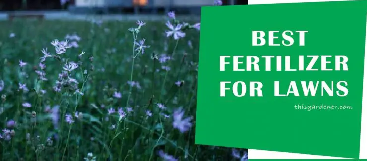 best fertilizer for new lawn