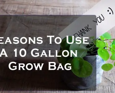 a 10 gallon grow bag