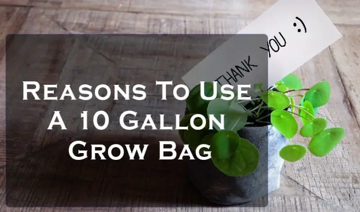 a 10 gallon grow bag