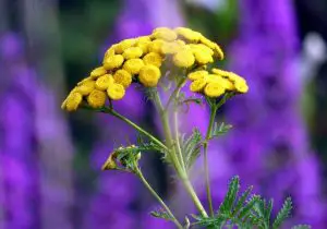 plants that repel flies and mosquitoes tansy image