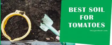 Best Soil For Tomatoes In Raised Beds main image 1
