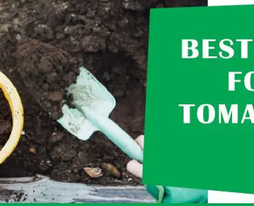 Best Soil For Tomatoes In Raised Beds main image 1