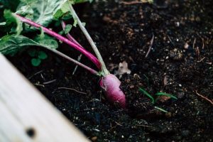 best soil for tomatoes in raised beds image 3