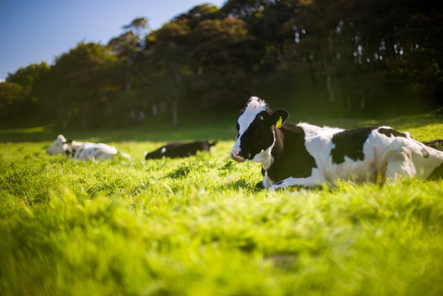 Is Cow Manure Good For Tomatoes one1