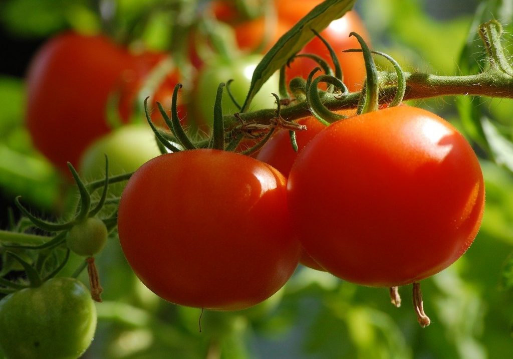 How long to run soaker hose for tomatoes