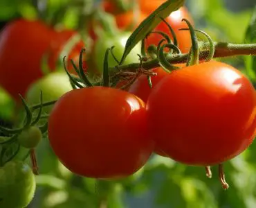 how often should I water my tomato plants in pots