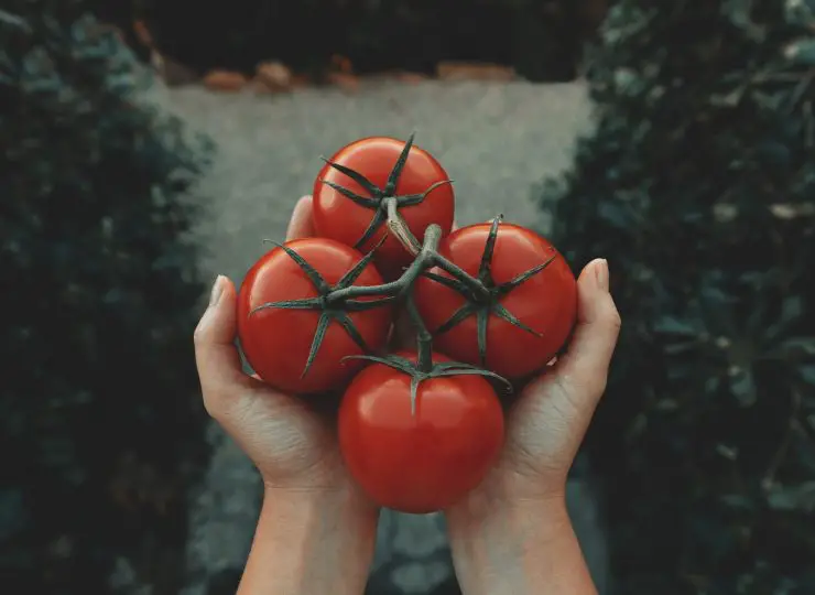 how to tell determinate from indeterminate tomatoes 1