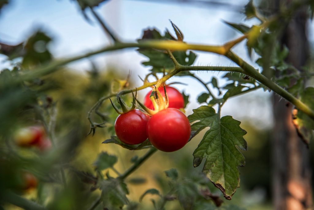 how to tell determinate from indeterminate tomato