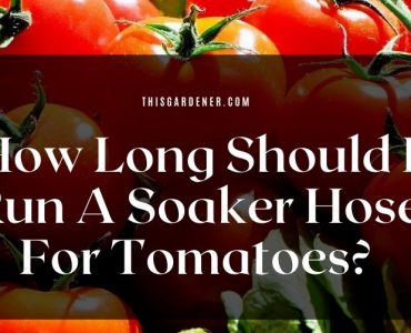 How long to run soaker hose for tomatoes