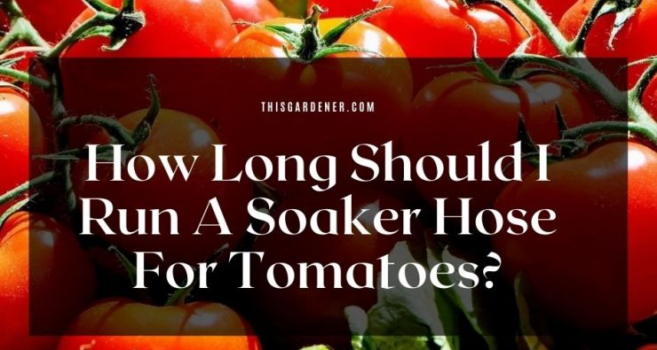 How long to run soaker hose for tomatoes