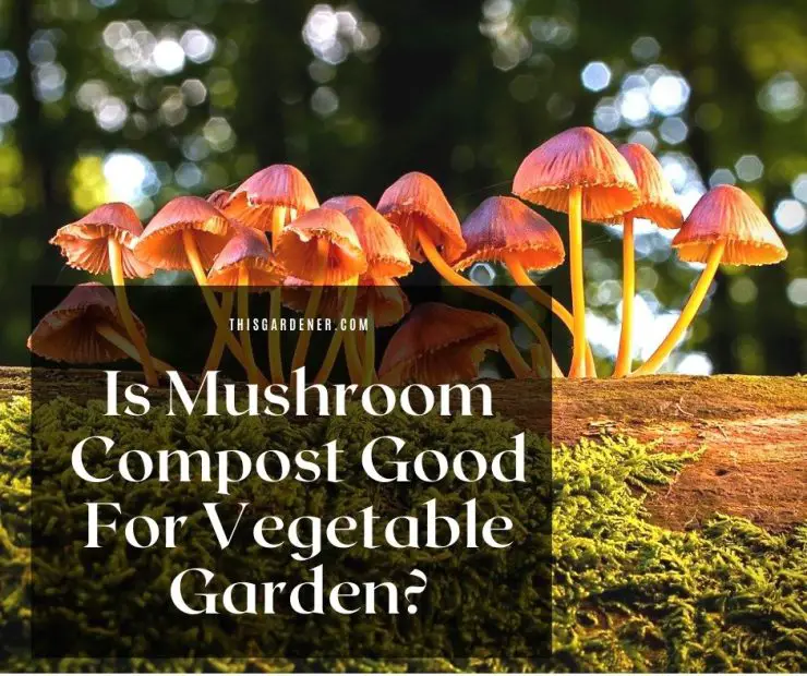 Is Mushroom Compost Good For Vegetable Garden