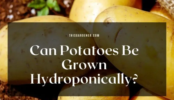 Can Potatoes Be Grown Hydroponically image1