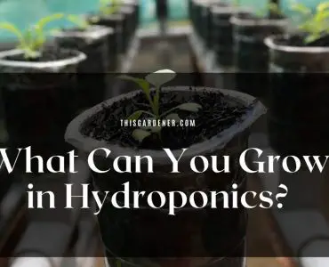 What Can You Grow In Hydroponics