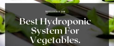 Best Hydroponic System For Vegetables image 1