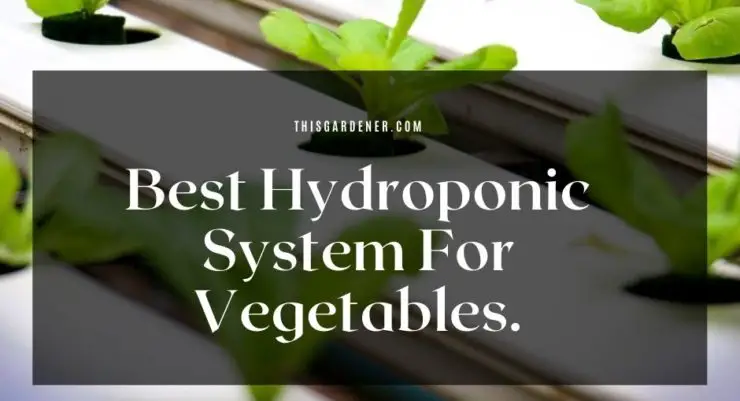 Best Hydroponic System For Vegetables image 1