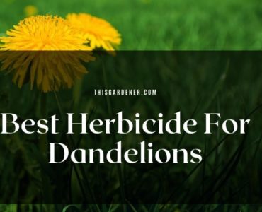 Best herbicide for dandelions image
