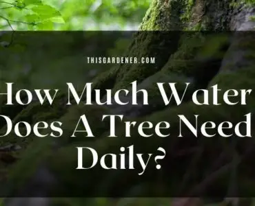 How Much Water Does A Tree Need Daily image main