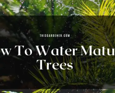 how to water mature trees
