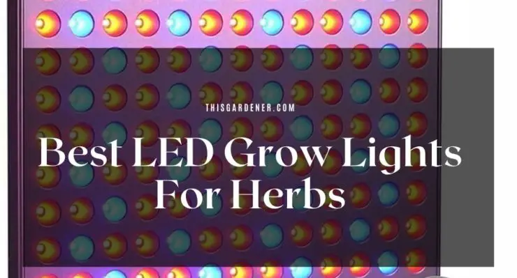 Best LED Grow Lights For Herbs image