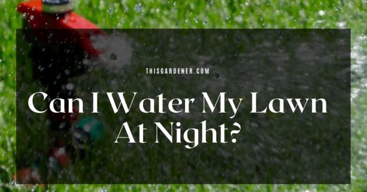 Can I Water My Lawn At Night? image
