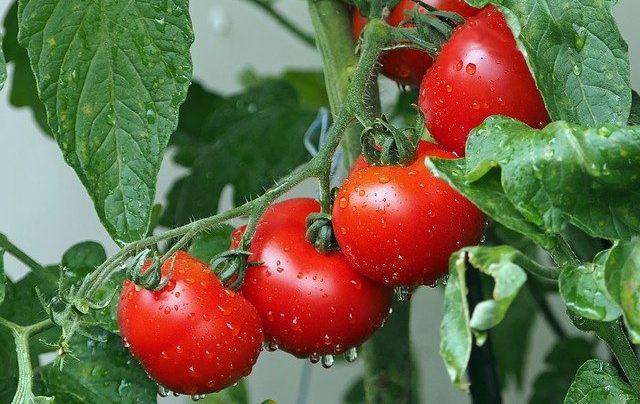 Can tomatoes grow in indirect sunlight image 1