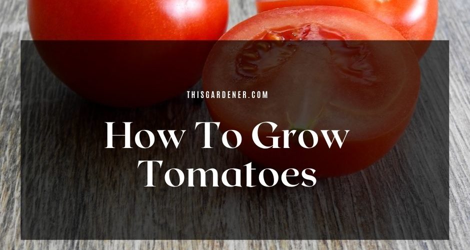 How To Grow Tomatoes In Pots From Seeds