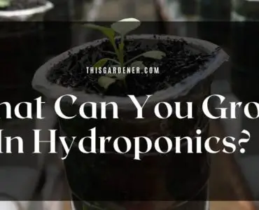 What Can You Grow In Hydroponics?