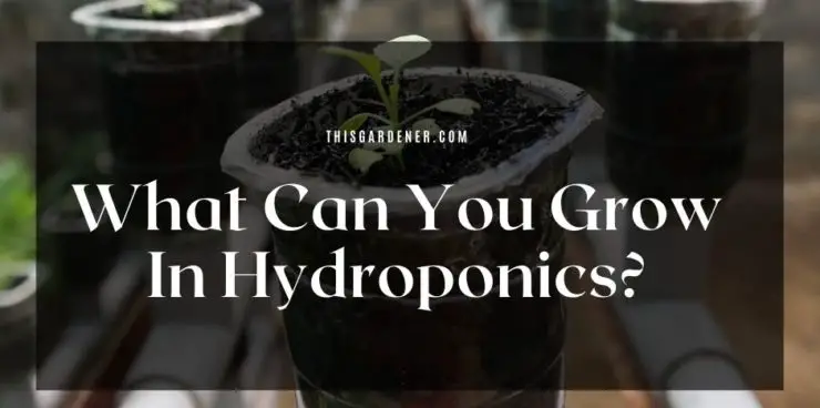What Can You Grow In Hydroponics?