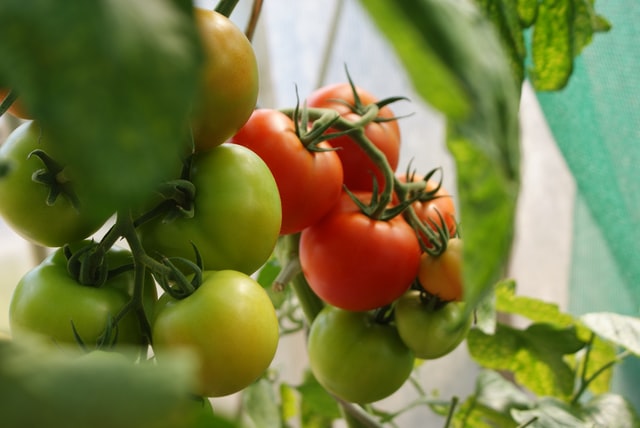 best soil for planting tomatoes 2 image 