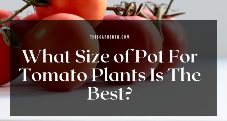 What Size of Pot For Tomatoes Plants Is The Best image