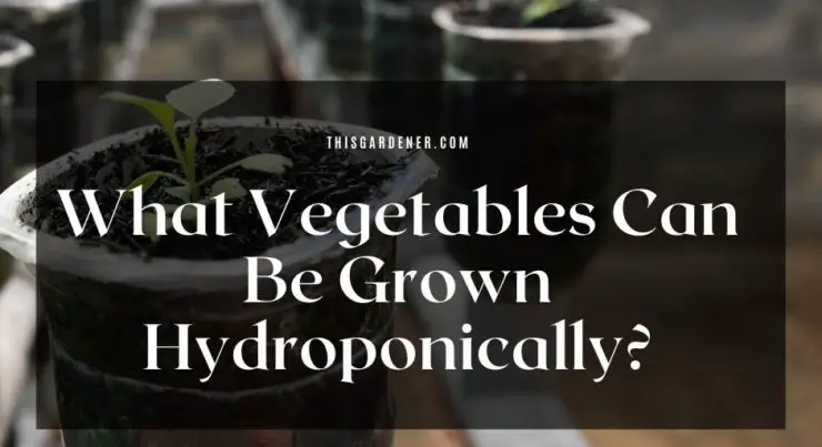 What Vegetables Can Be Grown Hydroponically image
