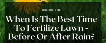 When Is The Best Time To Fertilize Lawn - Before Or After Rain