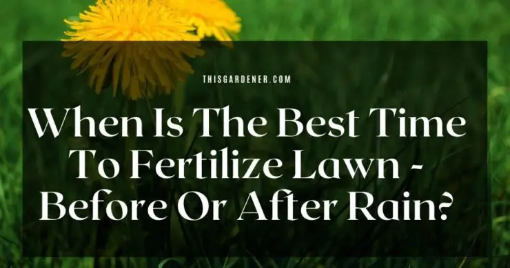 When Is The Best Time To Fertilize Lawn - Before Or After Rain
