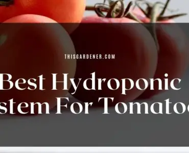 Best Hydroponic System For Tomatoes image main