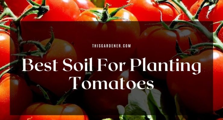 Best Soil For Planting Tomatoes image
