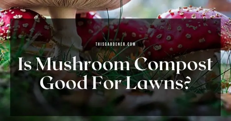 Is Mushroom Compost Good For Lawns