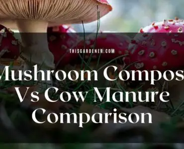 Mushroom Compost Vs Cow Manure Comparison