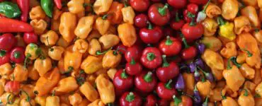 best fertilizer for peppers and tomatoes image