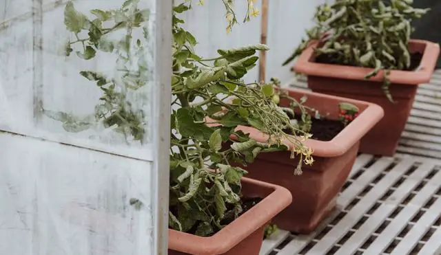 best pots for tomato plants image