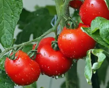 How-Many-Tomatoes-Grow-On-One-Plant