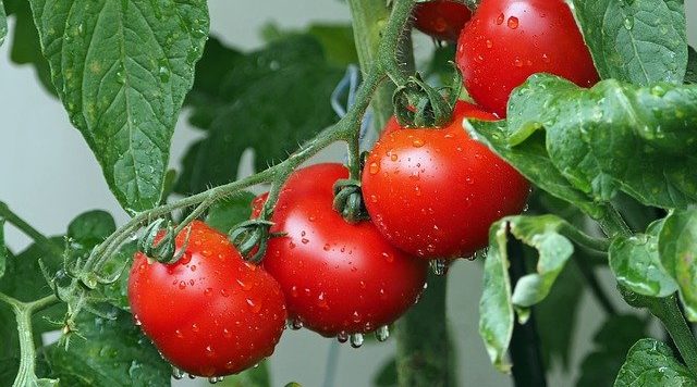 How-Many-Tomatoes-Grow-On-One-Plant