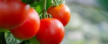 are roma tomatoes determinate or indeterminate image
